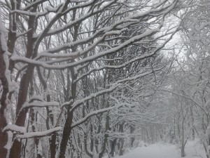 Snowytrees